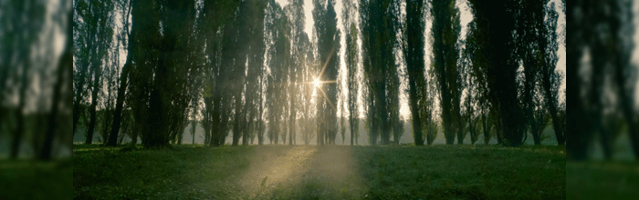 naturedawn.gif